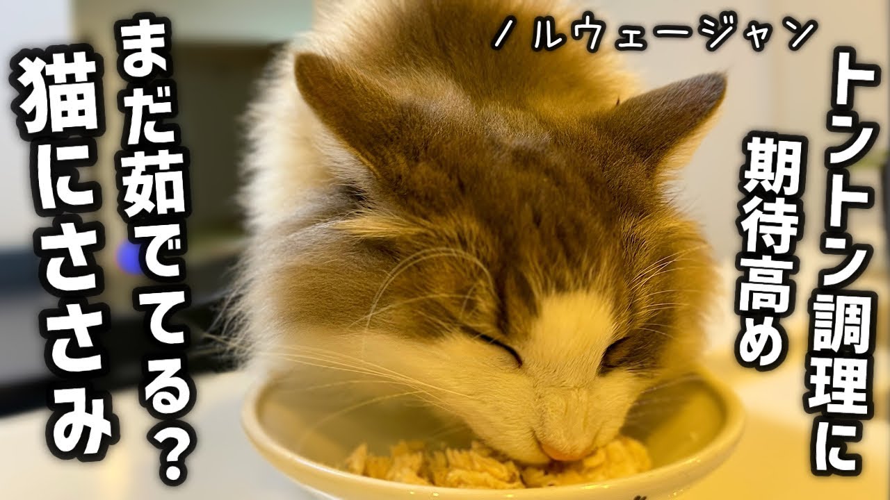 猫のおやつ 手作りのササミパリパリオーブン焼きで盛り上がるノルウェージャンフォレストキャット Youtube
