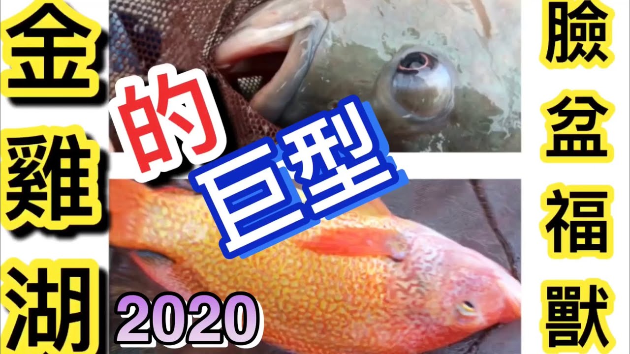 巨型臉盆福壽魚（金雞湖釣魚池）北部最優質的池塘，福壽魚3-8斤級大（闊嘴）紅尼羅2-3斤！光粒子就咬翻天，環池影片欣賞2020.9/20雨