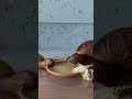 Take a moment to watch the little snails eating their dinner
