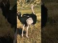 Giant Ostrich Eggs 😲🥚 | Nature’s Biggest Bird Surprise!#shorts #youtubeshorts #shortsfeed