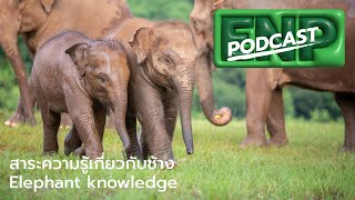 Elephant Knowledge : เรื่องราวเกี่ยวกับช้างที่หลายคนยังไม่รู้ - ENP PODCAST