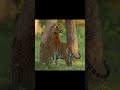 Sexual Behavior in Tigers #tiger #tigerreserve #tigerconservation #tigersofindia