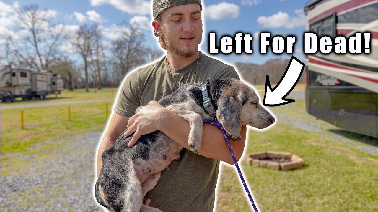 I Found An ABUSED Dog Left For DEAD And Saved Her Life (We Need Your ...