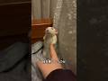 変わったペット
