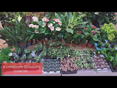 Обзор поступления комнатных