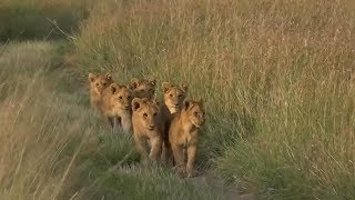 SafariLive Big cat moments. Lion cubbies!