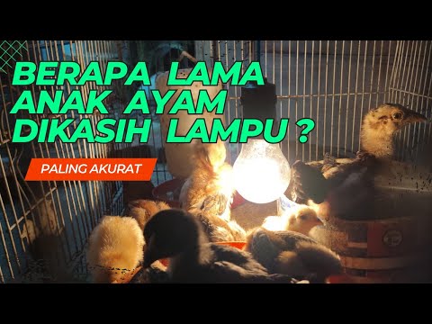 Video: Berapa lama manfaat dic bertahan?