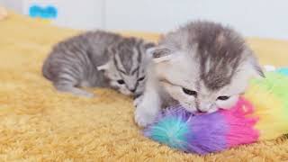 The cutest kittens are growing up, learning to walk and play by Cat Chloe & kittens 1,829 views 4 weeks ago 1 minute, 44 seconds
