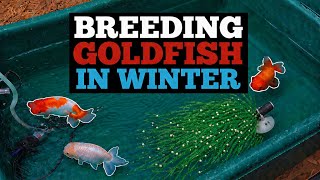 How I Bred Goldfish  In Winter mistakes Included