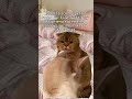 her😳 #cat #relatable #relationship #reels #shortsfeed #shorts #viral #edit
