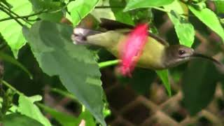 Белогорлая нектарница пауколовка Arachnothera longirostra Little spiderhunter