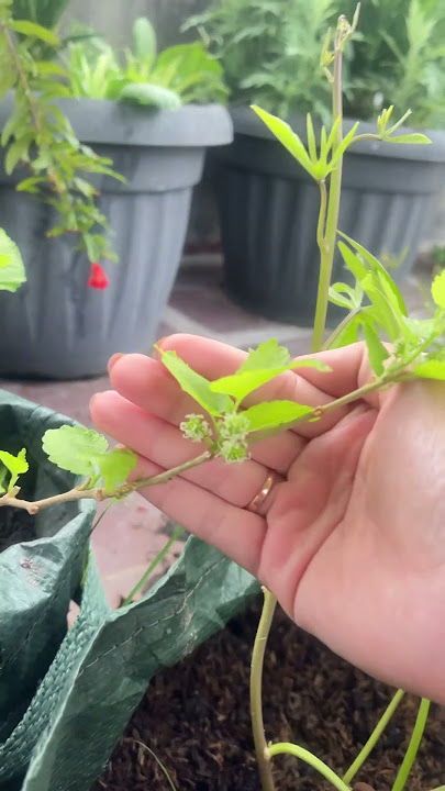 Pohon murbei / #mulberry  ini tingginya cuma sejengkal tapi sudah berbuah #dailyvlog #fyp #shorts