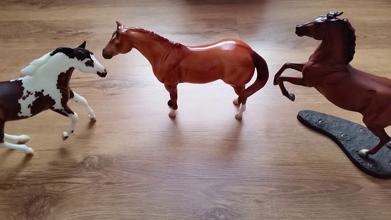 How a Judge May Evaluate an OFP Halter Class YouTube