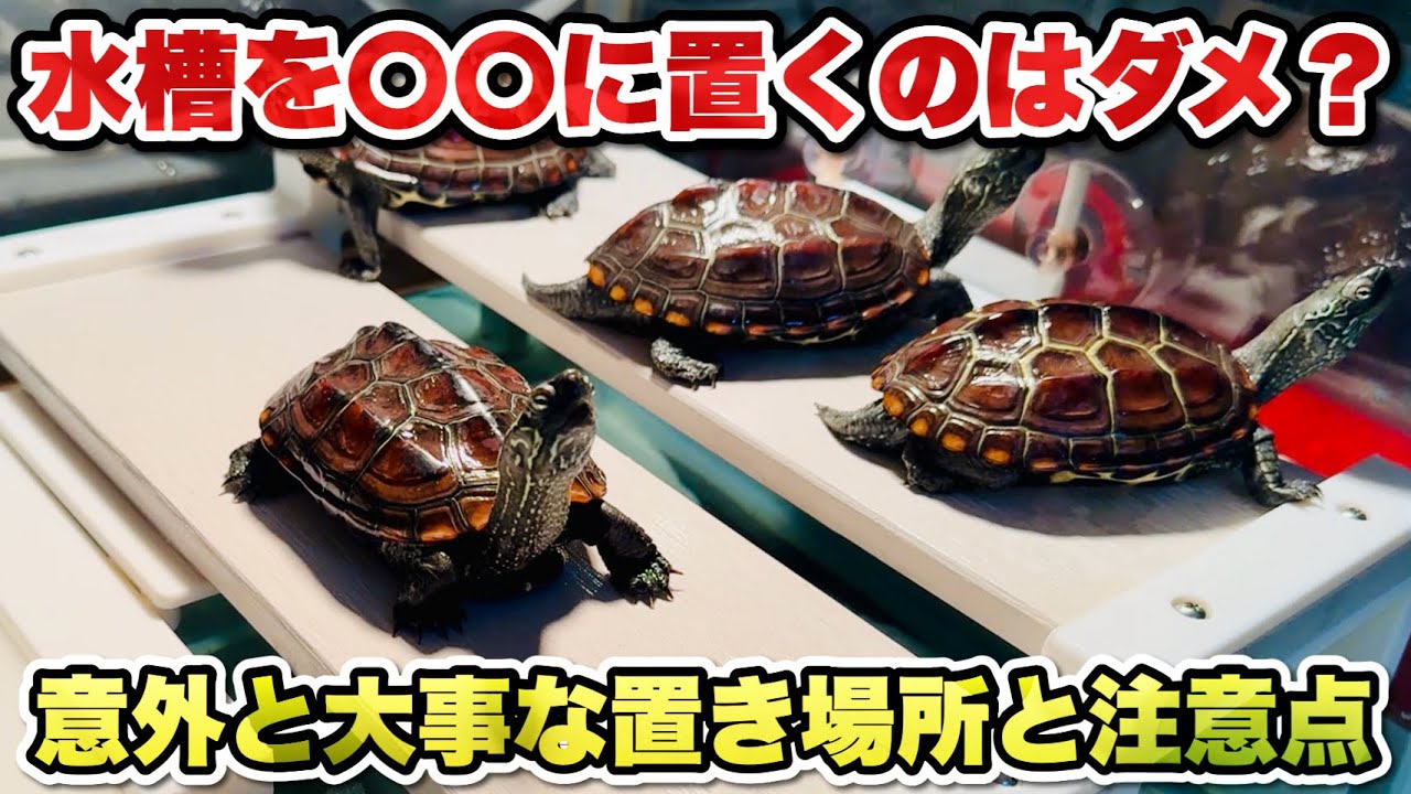 【亀飼育】リビング？玄関？寝室？カメ水槽の正しい置き場所と注意点について【ちょっと重要】