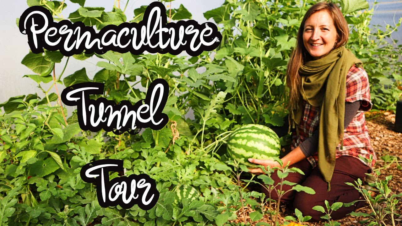 Permaculture Polytunnels Late Summer Tour UK Watermelons Okra Tulsi Aubergine Feijoa