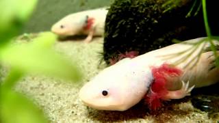Axolotl Feeding || Fütterung der Axolotl (Ambystoma mexicanum)