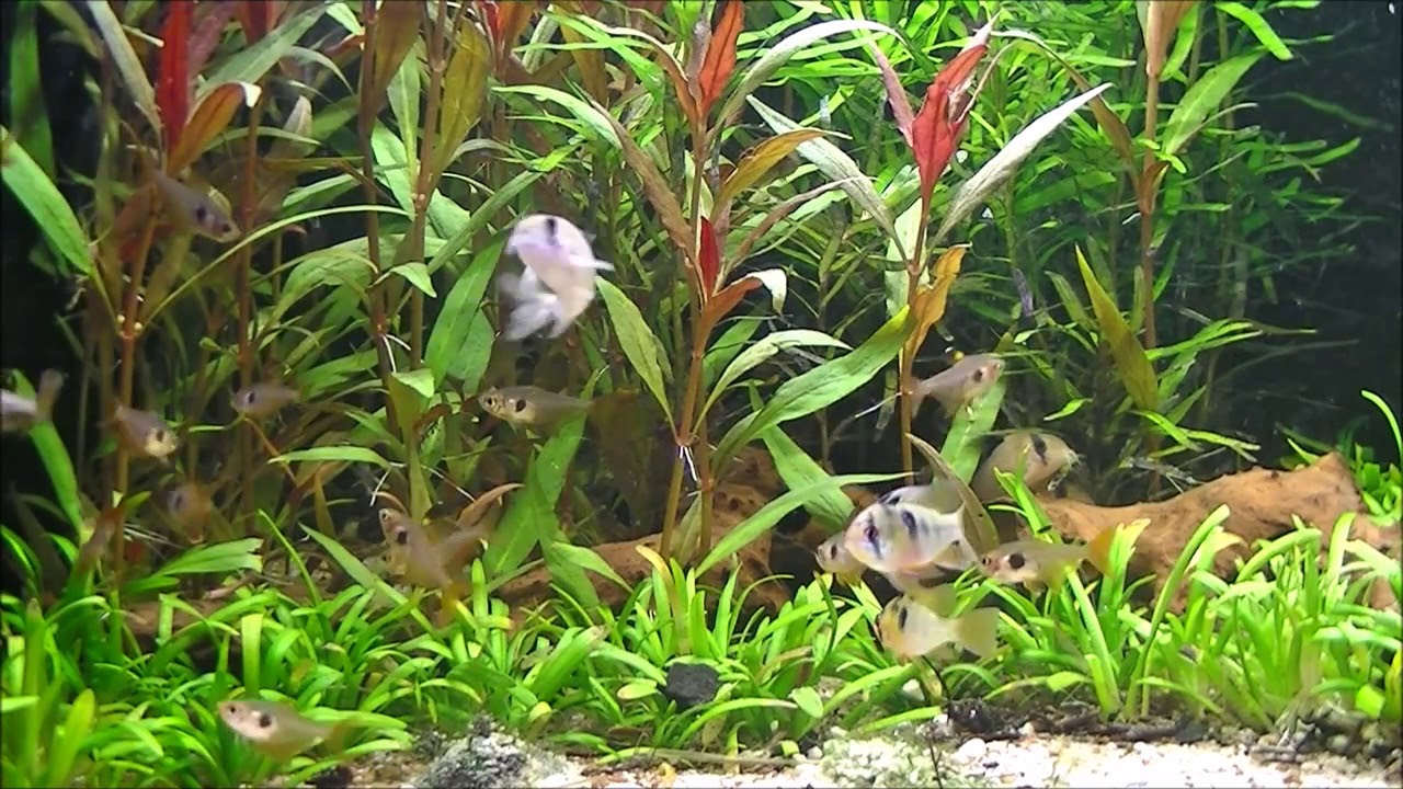 Heavily planted area of an upper Rio Meta affluent, Colombia, 100 L