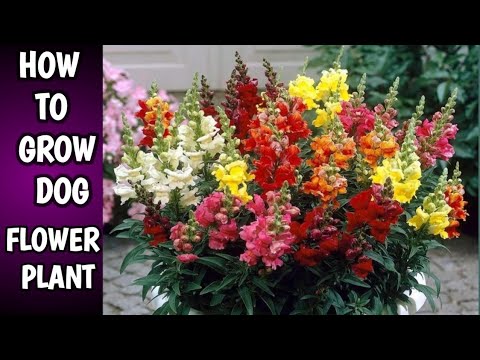 How to Grow And Care Dog flower/ Anturhium Plant /Winter Flowering Plants CareingTips