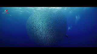 Saildive Azores with Wild Earth Expeditions