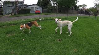 Beagle Harriers playing