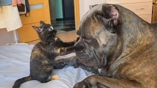 CATS AND DOGS Awesome Friendship  Funny Cat and Dog Vines COMBINATION