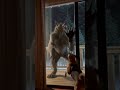 My Dog is Fighting a REAL Werewolf! 🐺😱 #shorts
