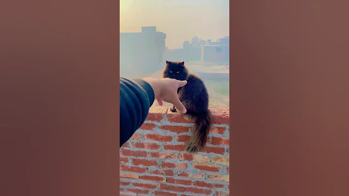 Video 11870941: cat funnycats cute, cat cute funny baby