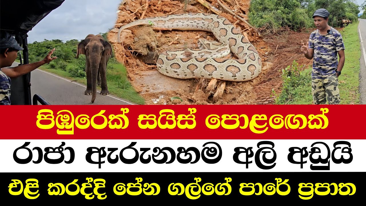 පිඹුරෙක් සයිස් පොළඟෙක් | රාජා ඇරුනහම අලි අඩුයි | එළි කරද්දි පේන ගල්ගේ පාරේ ප්‍රපාත