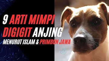 9 ARTI MIMPI DI GIGIT ANJING MENURUT ISLAM DAN PRIMBON JAWA | MAKNA MIMPI DIGIGIT ANJING