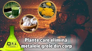 Top 11 plante care elimină metalele grele din corpul tău