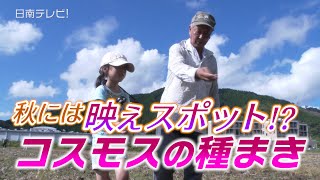 秋には映えスポット!? コスモスの種まき（宮崎県日南市）