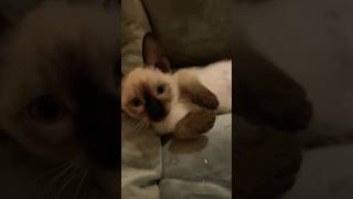 New favourite ~ Siamese puppy #cat #siamese #shortvideos