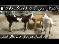 64 | Goat Farming Pakistan. Part 6. Breeds of Goats.