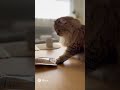 おやつを待てないマンチカン ネコの癒し