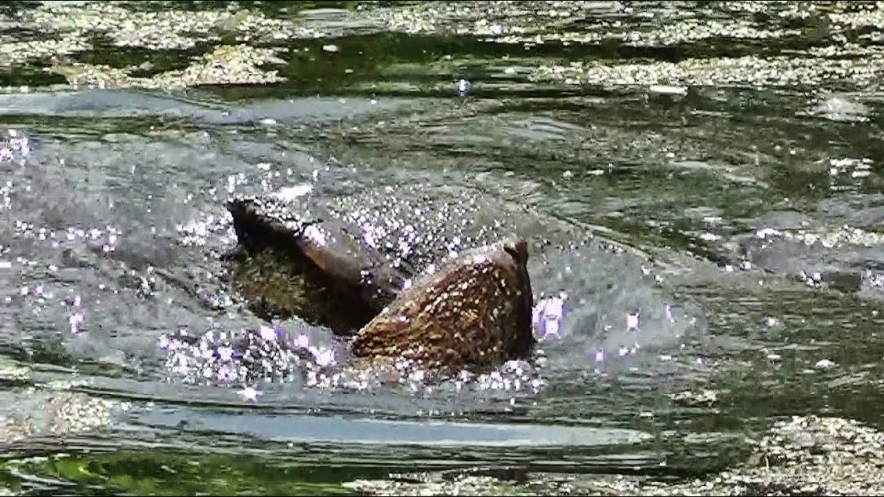 Snapping Turtles Mating 4