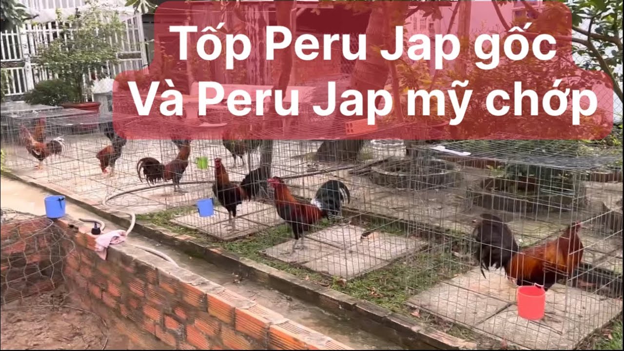 Trại gà mỹ nam phát, tốp trống Peru Jap mỹ ngày 21 tháng 12, 2024  0838882228
