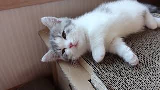 Sleep Good Cats and Jazz | Cats to Relax by OnlyCats101 11 views 2 years ago 3 minutes, 45 seconds