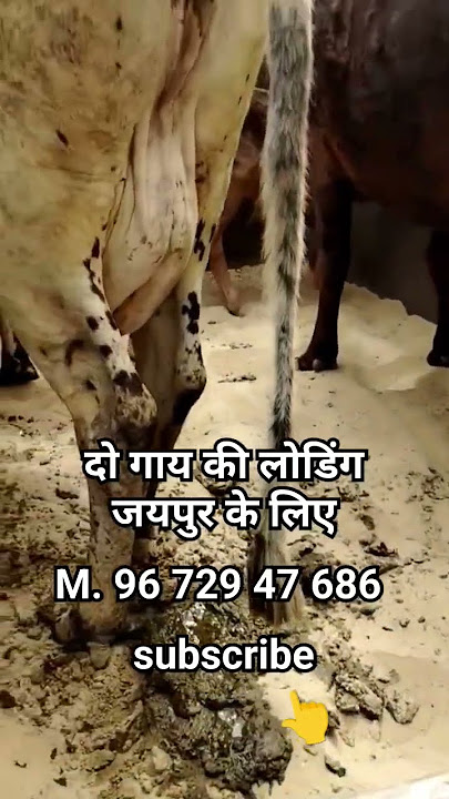 दो गाय की लोडिंग जयपुर के लिए#cow #rathi #sahiwal M. 96 729 47 686