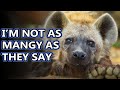 Hyena facts: world's best moms | Animal Fact Files