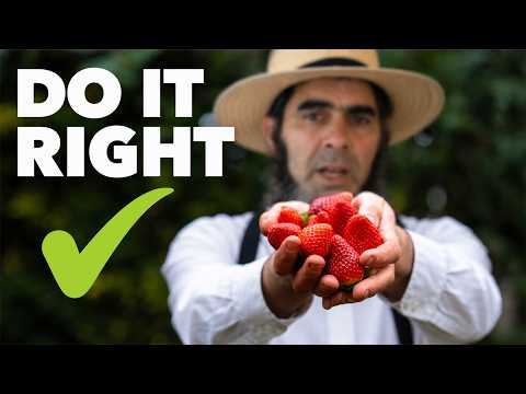 Strawberry Growing Masterclass: Top Tips for Massive Harvests