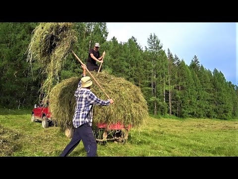 На сенокосе