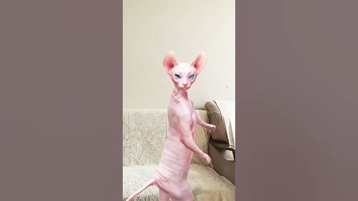 Video 11550021: dancing sphynx cat, adorable sphynx cat