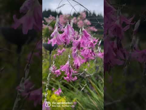 Бейне: Диерама өсімдіктері: таяқша гүлдері өсімдіктеріне күтім жасау туралы ақпарат