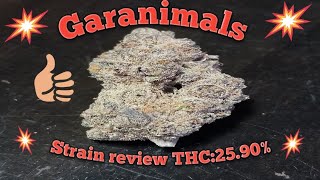 Garanimals  Strain review THC:25.90%