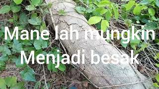 Download Lagu karoke Besemah libae Semende panjang(Pi,il).cipt.serunting jaya. MP3