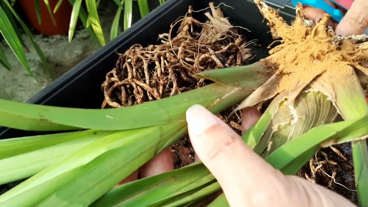 COMO  SALVAR UNA ORQUÍDEA CYMBIDIUM ENFERMA X PUDRICION