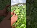 Artichoke Harvesting And Peeling Process For High Quality Culinary Preparations