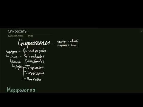 Спирохеты. Трепонемы. T.pallidum, T.endemicum, T.pertenue, T.carateum