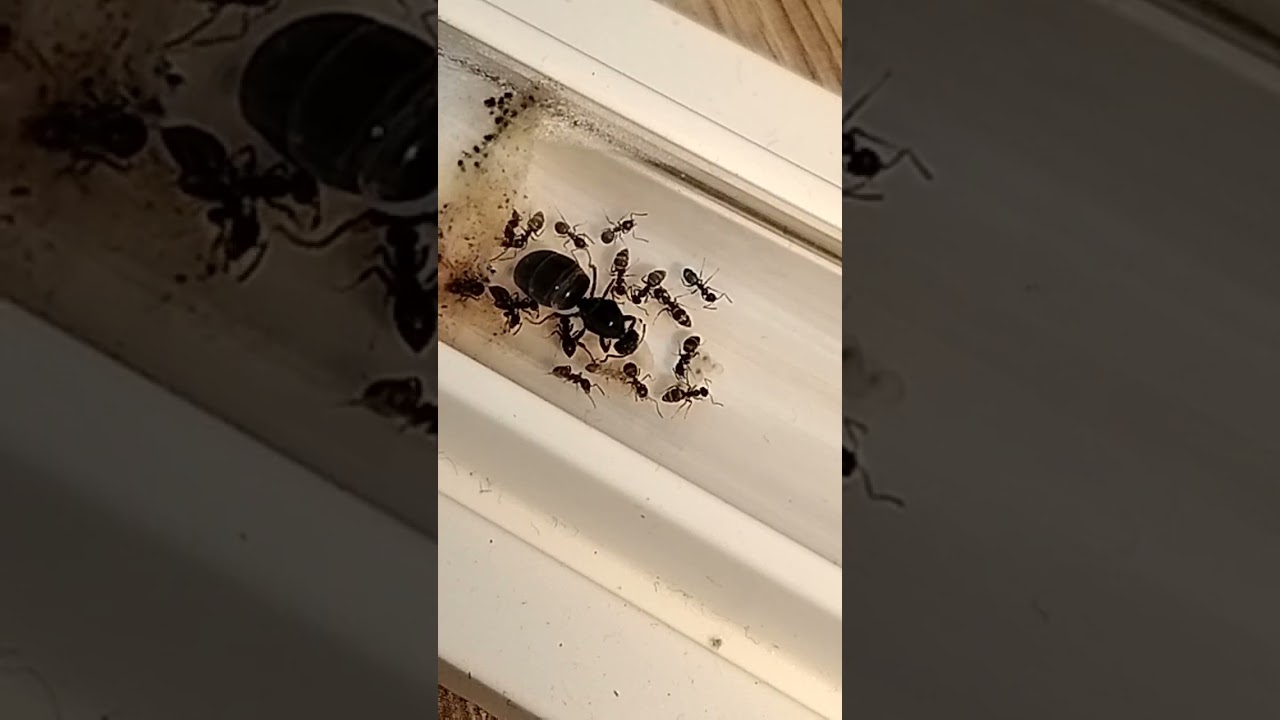 #ants