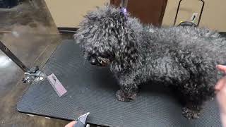 SEVERELY Matted Poodle Makeover